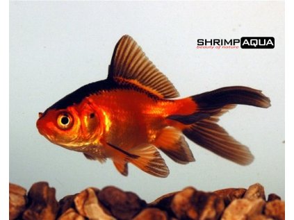 Závojnatka 5 cm - Carassius auratus Red/Black