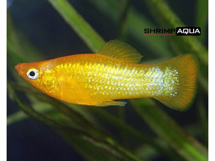 Živorodka širokoploutvá 4 cm - Poecilia latipinna Gold Molly
