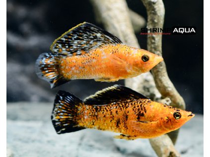 Živorodka širokoploutvá 4.5 cm - Poecilia latipinna Leopard Gold/Red