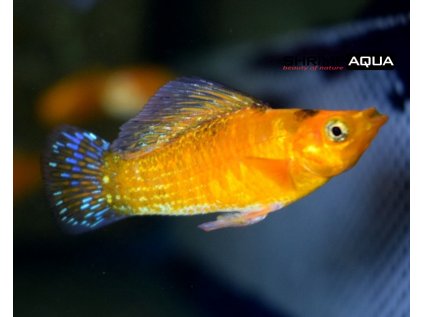 Živorodka širokoploutvá 4 cm - Poecilia latipinna Neon Orange Saffron