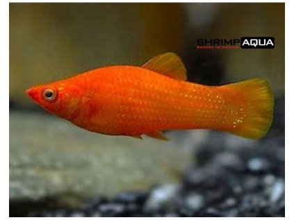 Živorodka širokoploutvá 4 cm - Poecilia latipinna Orange