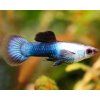 Živorodka duhová 3 cm - Poecilia reticulata Blue Panda - samice
