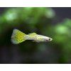 Cobra Guppy