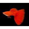 moscow red guppy