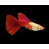 Živorodka duhová 3 cm - Poecilia reticulata Red Cap - samice