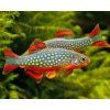 Dánio Perlové 1.5 cm - Rasbora Galaxy
