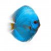 Blue Diamond Diskus EuropaDiscusCenter