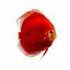 Red Diamond Diskus EuropaDiscusCenter