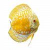 Golden Checkerboard Diskus EuropaDiscusCenter