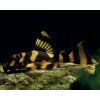 Krunýřovec L052 6 cm - Butterfly Pleco