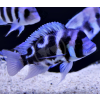 fblack2