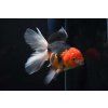 Tri Colour Oranda
