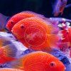 SEVERUM RED VEIN SUPER RED SPOT VOLCANO Heros sp
