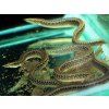 caecomastacembelus frenatus