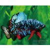 avatar1