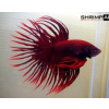 crownred