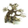 bonsai1
