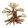 bonsai2