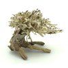 bonsai5