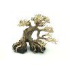 bonsai7