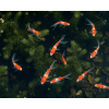 sarasas new 2 1 600x600@2x