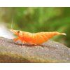 orange fire sakura sunkist neocaridina davidi 1