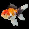 Tri Colour Oranda