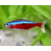 red neon1 600x600@2x