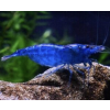 bludream