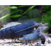 3x Atyopsis Gabonensis 6 cm