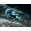 4085 Guppy magenta gras 600x600