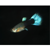 blueneon
