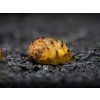 Sea Mine Snail 6 063454