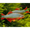 Dánio Perlové 1.5 cm - Rasbora Galaxy