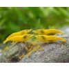 yellow fire garnele 600x600@2x