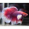 Betta splendens Elephant Round Tail Dumbo Ear - samec L