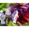 Betta splendens Elephant Ear - samice XL