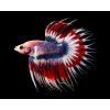 Betta splendens Crown tail Tricolor - samec XL