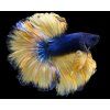 Betta splendens Blue Mustard Super Delta - samec XL