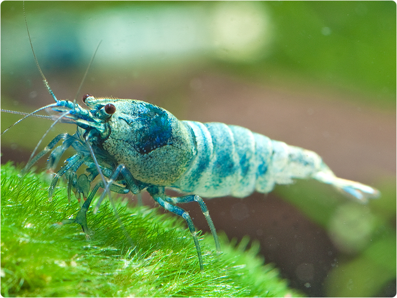 Caridina Blue Bolt: podrobný návod pro chov