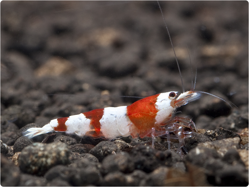 Nové odchovy Caridina Crystal Red krevetek