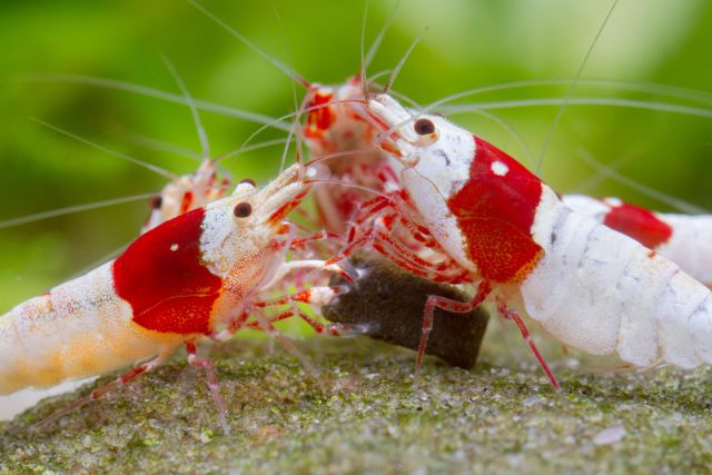 Namixujte si krmivo podle sebe! Do eshopu jsme vedle 4 gramových vzorků přidali i 10 gramové vzorky krmiv pro krevetky