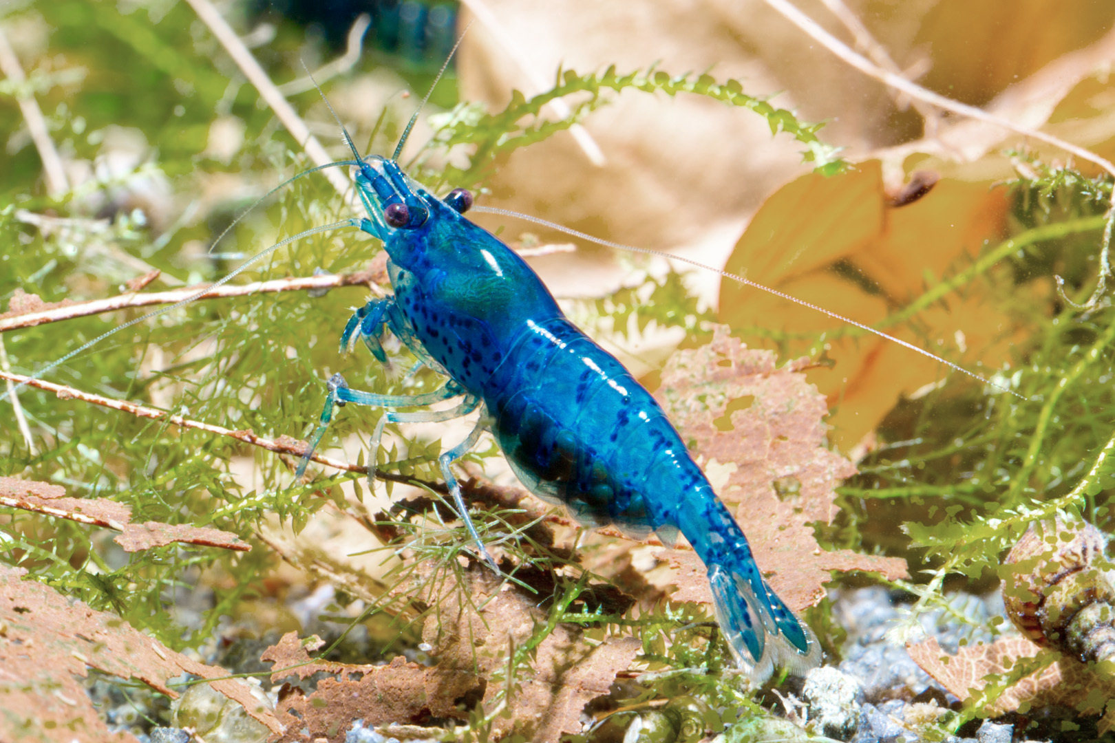 Neocaridina Blue Dream - Detailní návod: chov, krmení, rozmnožování
