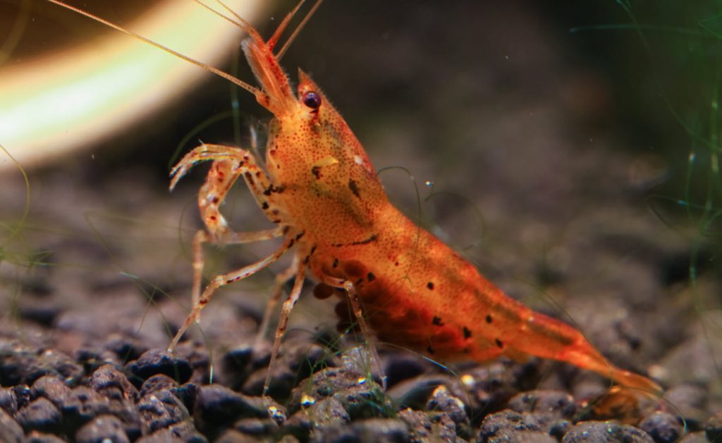 Nemoci akvarijních krevet