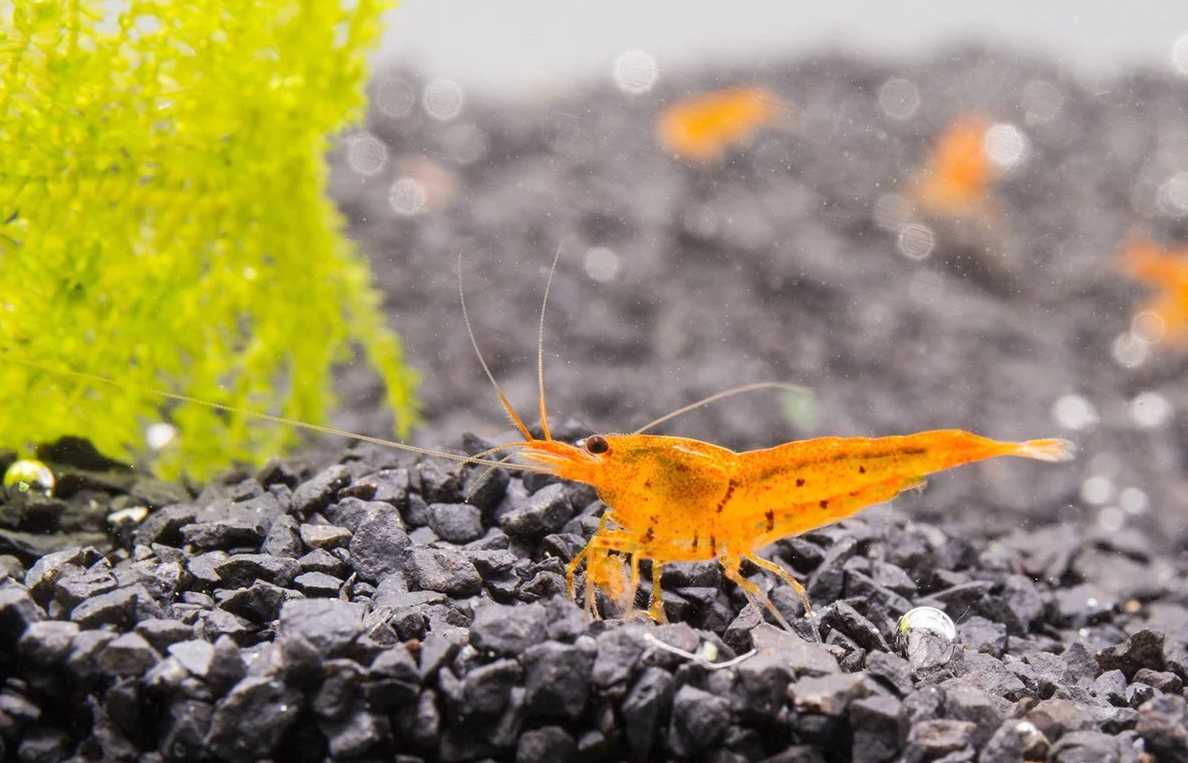 Caridina Serrata krevety. Vše co potřebujete vědět o jejich chovu