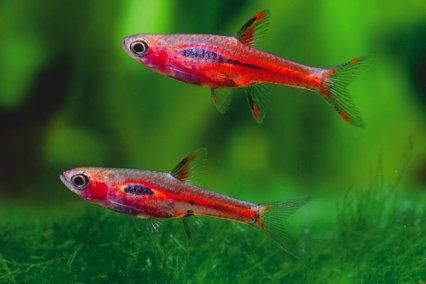 Boraras brigittae - Razborka bornejská: podrobný návod na jejich chov
