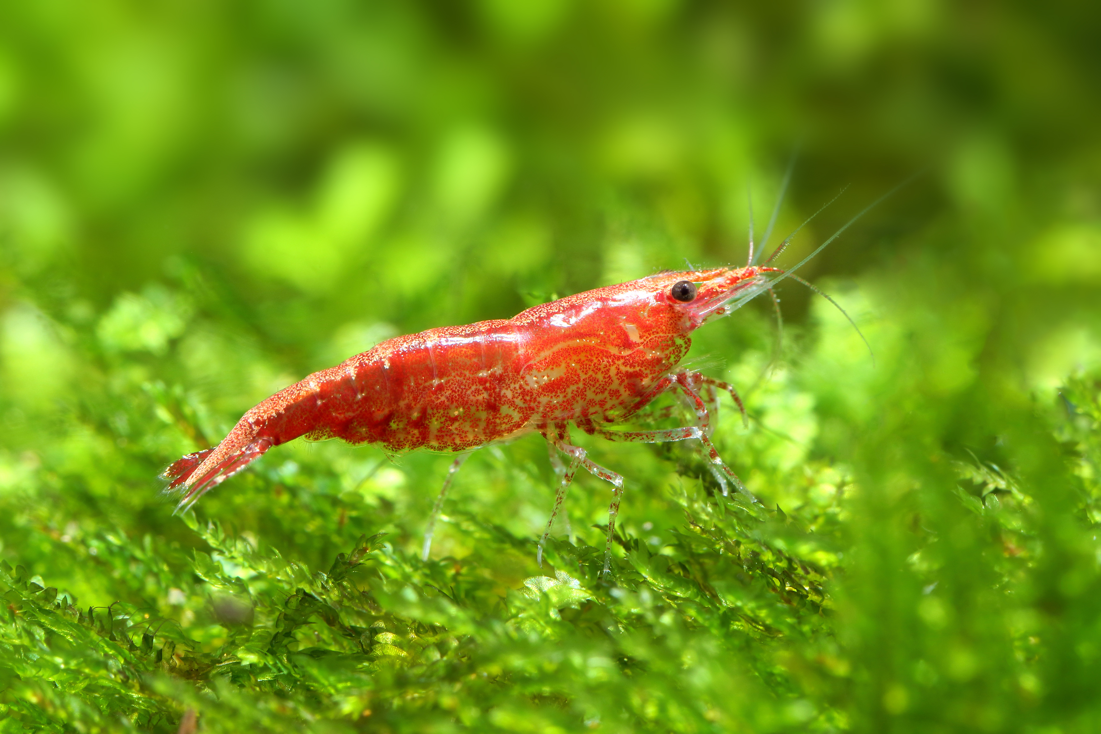 Neocaridina Red Cherry - Detailní návod: chov, krmení, rozmnožování