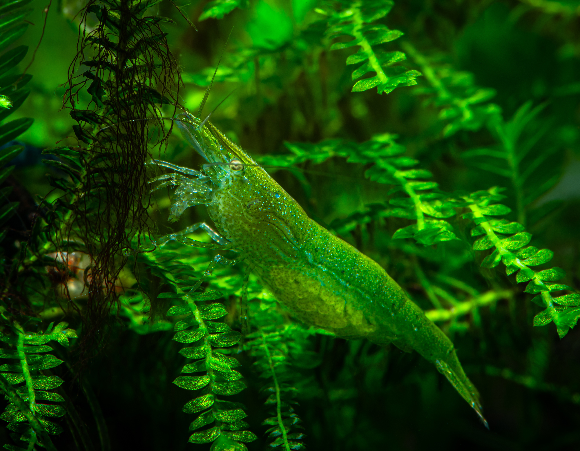 Nejvhodnější rostliny pro akvárium s krevetkami