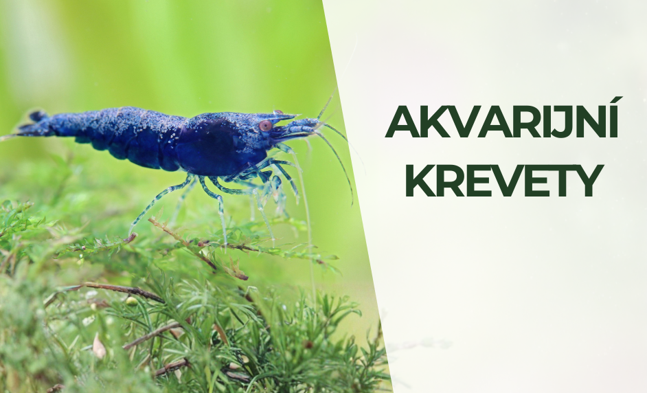 Krevety