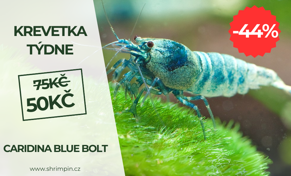 Krevetka týzdňa 2